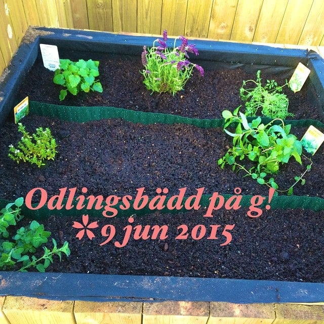 Jag och babe har varit duktiga och byggt en kick ass odlingsbädd! Detta är bara den lilla kryddhörnan.  #odling #odlingsbädd #trädgård #fiskalsgatan @swehallonsoda