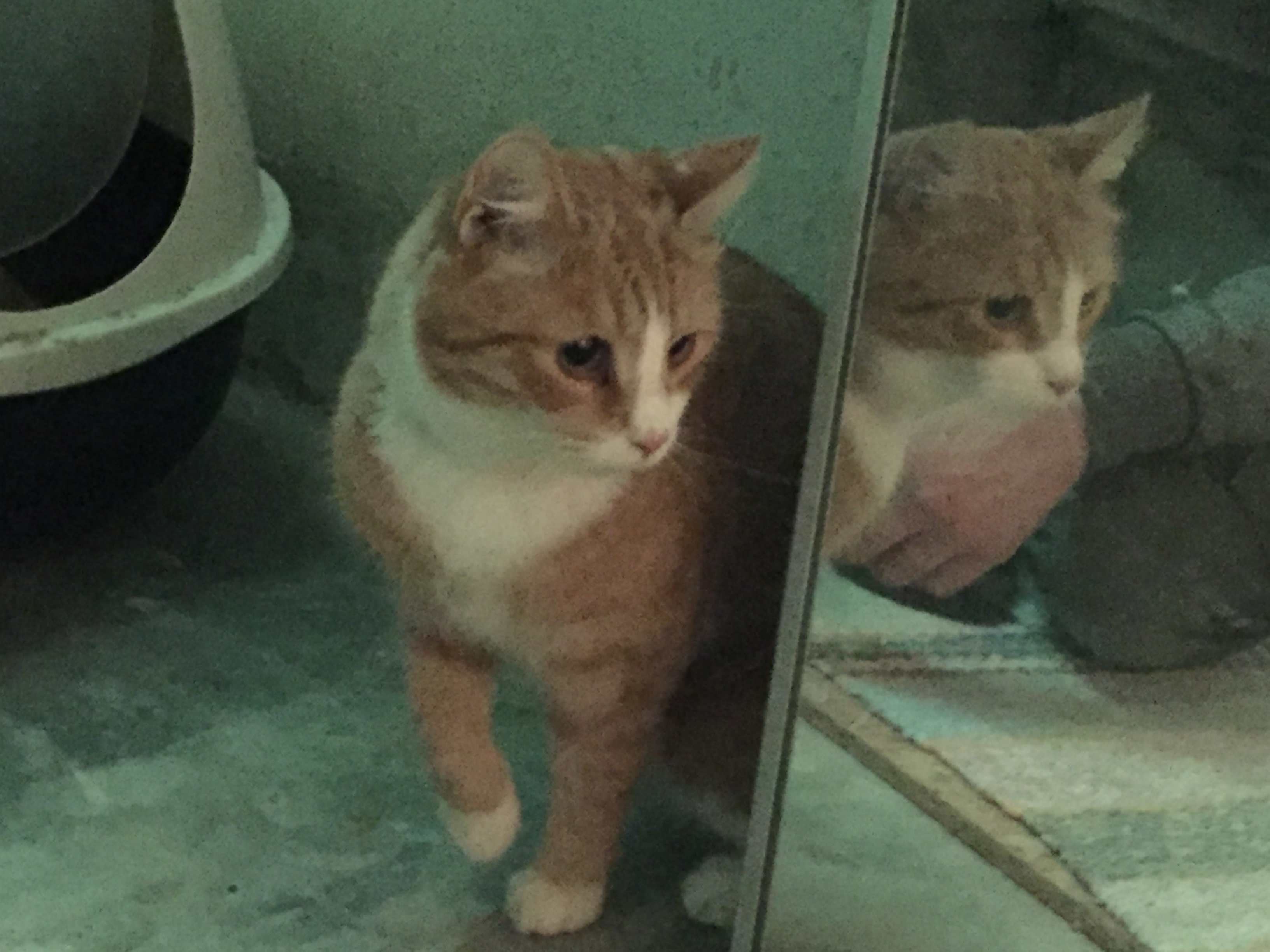 Mellander flyttar in